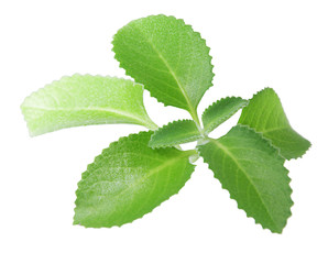 mint leaves isolated