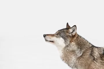 Tableaux ronds sur aluminium Loup Loup