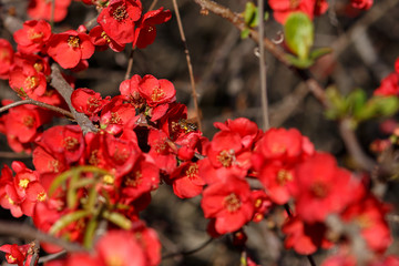 Bee pollinating red flowers Japanese quince