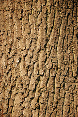 Baum