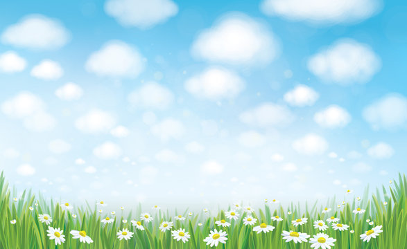 Vector summer landscape, blue sky , meadow and chamomiles.