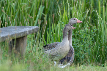 Graugans, Anser anser