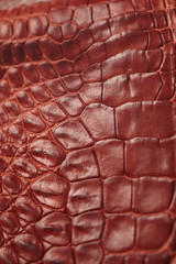 Alligator patterned background