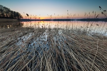 Lake landscape with reeds