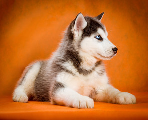 siberian husky puppy studio shoot