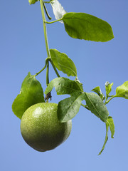 passion fruit with leaf