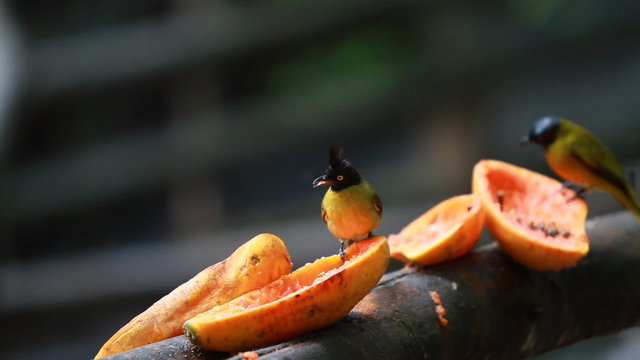 Bird eating fruit