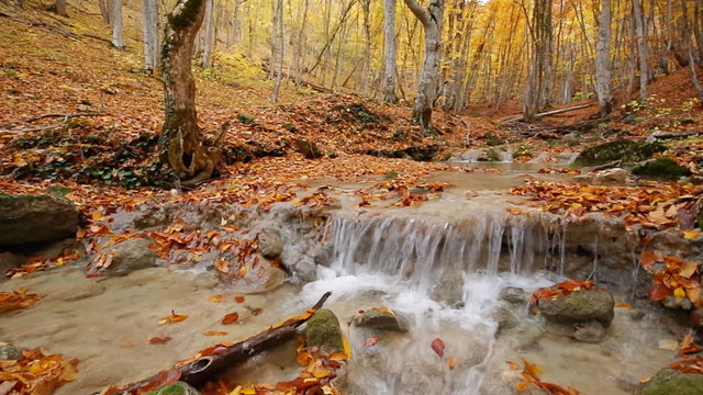 Autumn rill flow into canyon. Yellow forest and river.