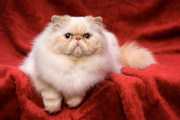 Cute persian cream colorpoint cat is lying on a red velvet