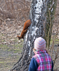 Kind beobachtet Eichhörnchen