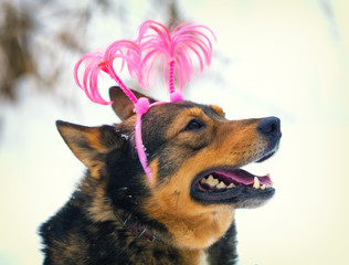 Dog wearing Christmas headband walking outdoors