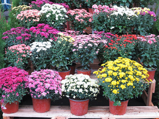 Colorful garden flowers in flowerpots