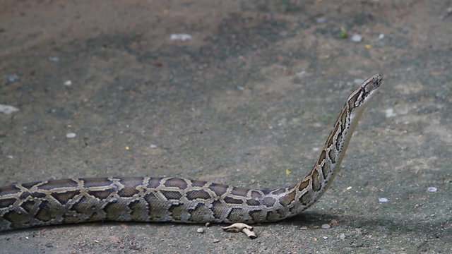 Boa Constrictor