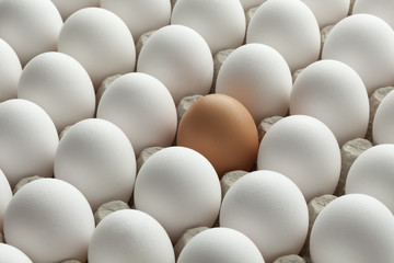 Organic white eggs and one brown in carton crate
