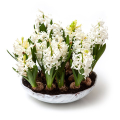 Bowl of hyacinth flowers