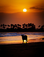 Cow at sunset on tropical beach in Sri Lanka