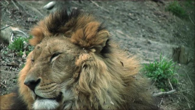 Slow motion with a adult lion on a tree trunk resting
