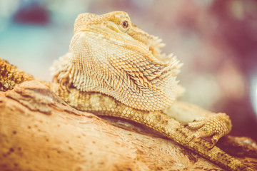 bearded dragon - pogona vitticeps