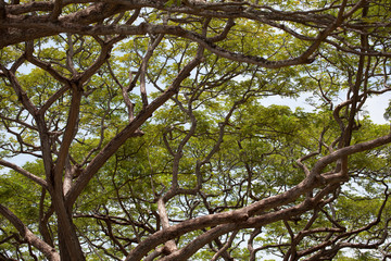 Tree Background