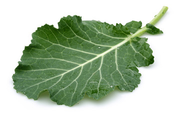 Fresh Cabbage leaf