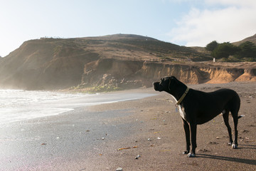 Black dog on a beach in California
