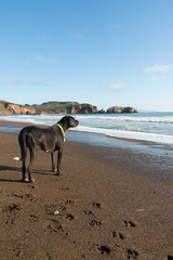 Black dog on a beach in California