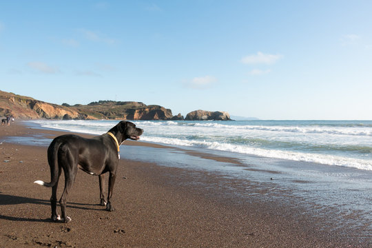 Black Dog On A Beach In California