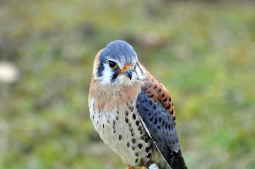 Buntfalke in Tambach