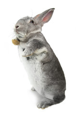 gray rabbit