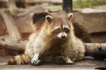 Obraz premium Cute raccoon