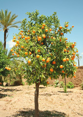 Fototapeta na wymiar Orangenbaum