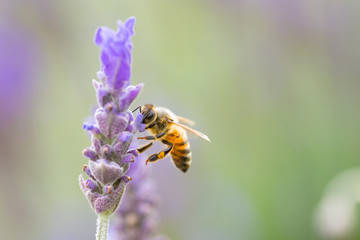 ラベンダーとミツバチのクローズアップ