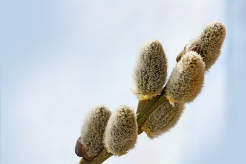 willow catkins with copy space