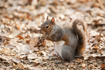 Naklejka na ściany i meble grey squirrel eating nut