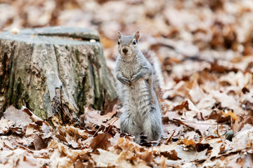 grey squirrel eating nut