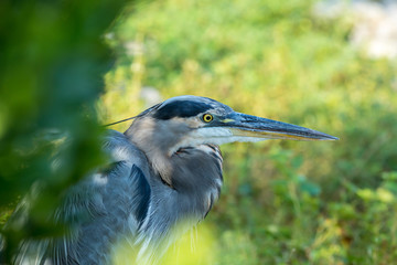 Portrait of a gray heron