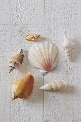 Sea shells