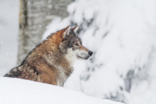 portrait grey wolf in the snow