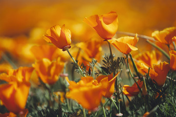 A naturalised crop of the vivid orange flowers, the California poppy, Eschscholzia californica, flowering, in the Antelope Valley California poppy reserve. Papaveraceae.