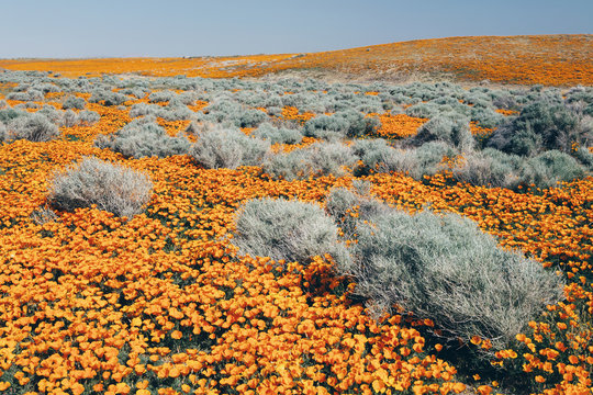 A naturalised crop of the vivid orange flowers, the California poppy, Eschscholzia californica, flowering, in the Antelope Valley California poppy reserve. Papaveraceae.