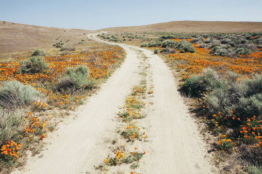 A naturalised crop of the vivid orange flowers, the California poppy, Eschscholzia californica, flowering, in the Antelope Valley California poppy reserve. Papaveraceae.
