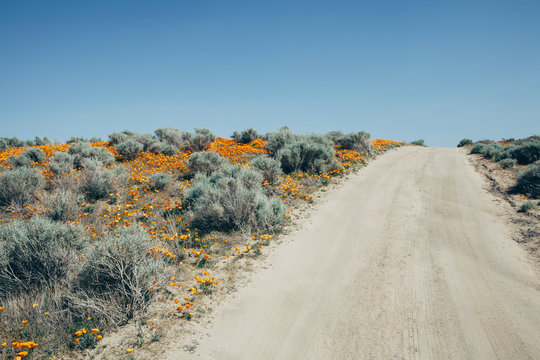 A naturalised crop of the vivid orange flowers, the California poppy, Eschscholzia californica, flowering, in the Antelope Valley California poppy reserve. Papaveraceae.