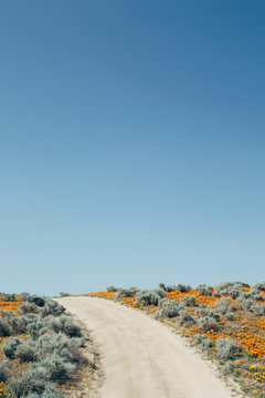 A naturalised crop of the vivid orange flowers, the California poppy, Eschscholzia californica, flowering, in the Antelope Valley California poppy reserve. Papaveraceae.