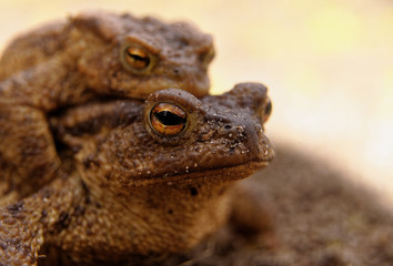 Portrait of the female the common toad
