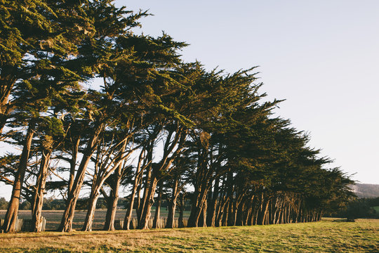 Row of Monterey Cypress trees native species of tree on the edge of a field near Point Reyes.