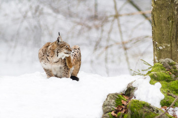 lynx in the snow