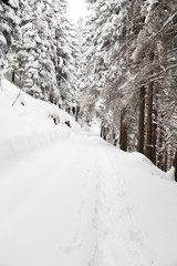 Winter landscape with snow covered trees