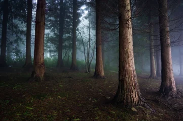 Selbstklebende Fototapeten dunkler Wald © mimadeo