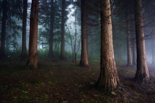 Fototapeta dark forest