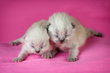 Fototapeta na wymiar Adorable newborn blinding kittens on pink blanket
